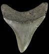 Serrated, Juvenile Megalodon Tooth #70569-1
